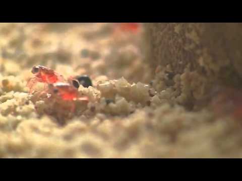 Baby red crabs arrive on Christmas Island