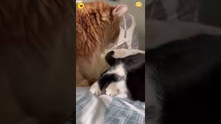 #funny #cutecats #funnyanimals #pets