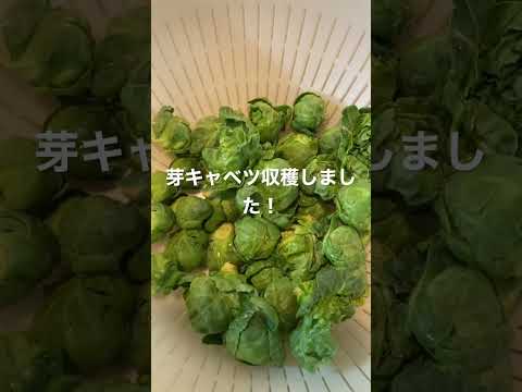 芽キャベツは冷蔵庫のビニール袋に2日間保存できます。