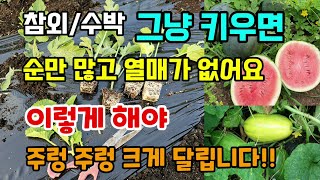침외 수박 이렇게 순치기 해주면 주렁주렁 수확량이 두배 #참외키우기