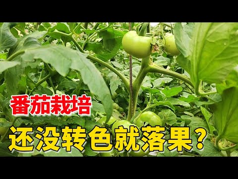 , title : '番茄还没转色就落果咋回事？赶快这样办吧【付老师种植技术团队】！'