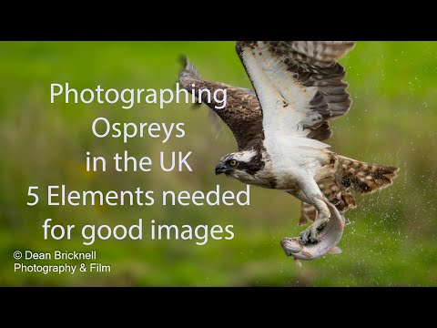 Photographing Ospreys, 5 Elements needed 2023