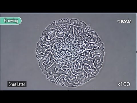 The natto movie “Natto the Power of Life” なっとうムービー・納豆の力