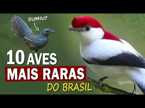 As 10 AVES MAIS RARAS DO BRASIL | Espécies extremamente raras que ainda vivem na natureza!
