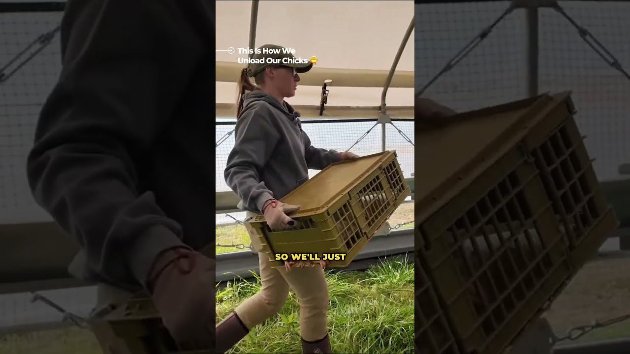 This is How We unload our chicks🐣