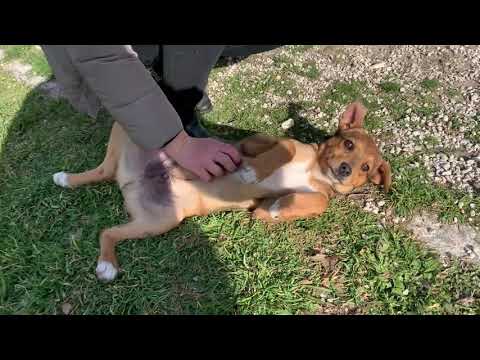 Carsten - Hundegarten Serres e.V