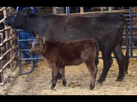 761 Sln Ms Forward 761e