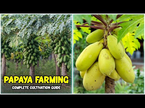 Papaya Farming - Seed Sowing, Planting, Fertilizing, Irrigation, Pest Control & Harvesting