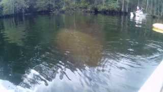 preview picture of video 'Kayaking with Real Mermaids in the Wakulla River'