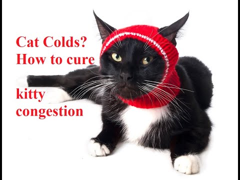 Ask Amy: My Cat Has A Cold, What Do I Do?