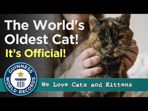 World's Oldest Living Cat at 26 Years Old!: Guinness World Record Holder