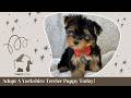 Yorkshire Terrier dogs for sale: Enzo - Video 1