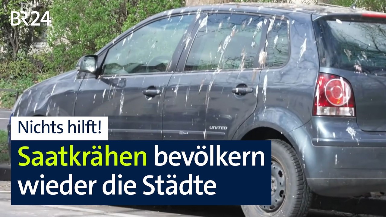 Nichts hilft: Saatkrähen bevölkern wieder die Städte und bringen Lärm und Dreck | BR24