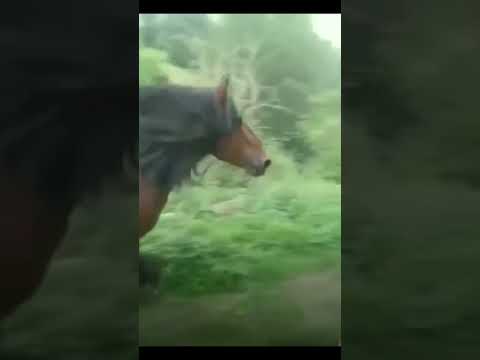 , title : '🔝🐴Semental LEÓN, uno de los caballos TOP🔝 que ha pasado por casa de Pepin Abascal'