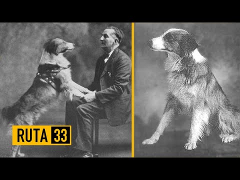 Bobbie, el perro que recorrió 4105 kilómetros para reencontrarse con sus amos