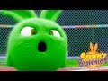 Sunny Bunnies BUNNY OLYMPICS | Videos For Kids | Funny Videos For Kids