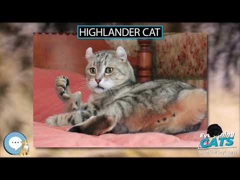 Highlander cat 🐱🦁🐯 EVERYTHING CATS 🐯🦁🐱