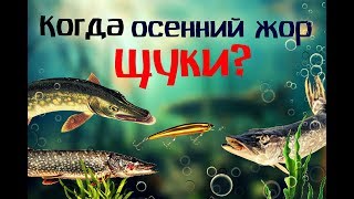 Клев щуки в ноябре календарь