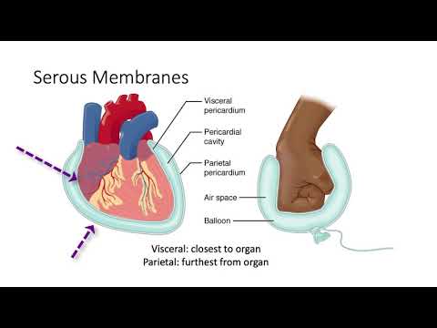 132 Body Cavities and Membranes