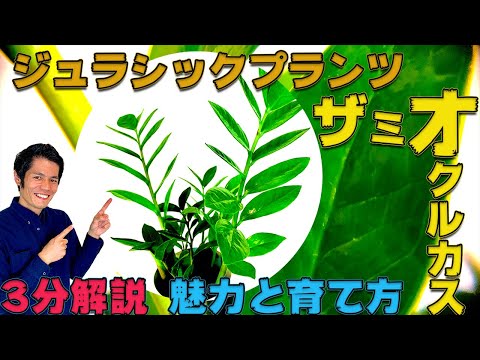 金銭樹