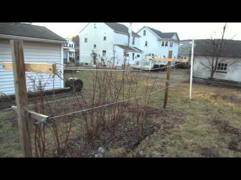 03.01.2016 Raspberry Trellis