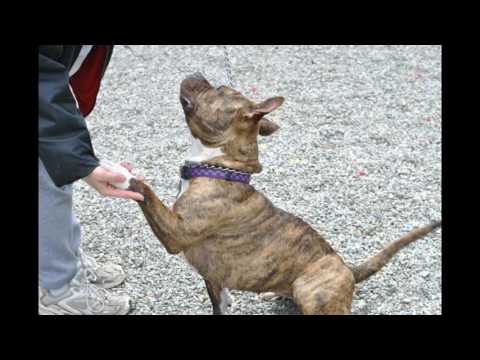 Cheena, an adopted American Bulldog & Pit Bull Terrier Mix in Linden, NJ_image-1