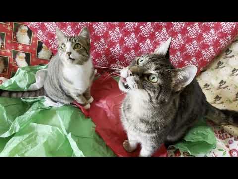Jingle Cats (2024)- Up on the Housetop