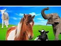 Animals AT The Zoo Learning About Zoo Animals Vocabulary Vidio For Kids