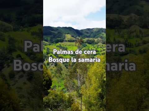 Palmas de cera en el bosque de la samaria? 😱😳😱 ven y conoce ⛰️