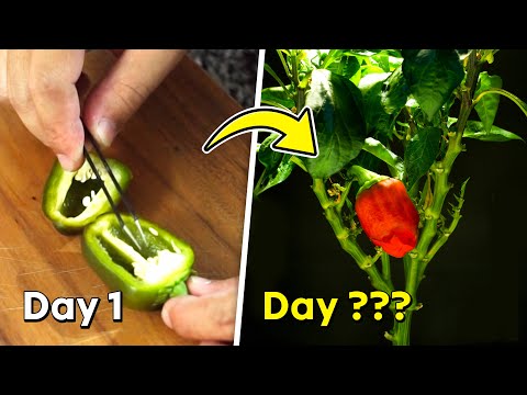 Growing Bell Pepper from Seed to Harvest - Timelapse