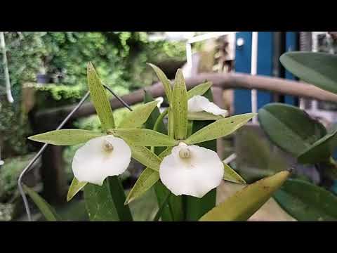 Brassocattleya Richard Mueller hybrid