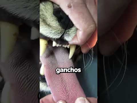 ¿Cómo Funcionan Los Pinchos En La Lengua Del Gato?!😽