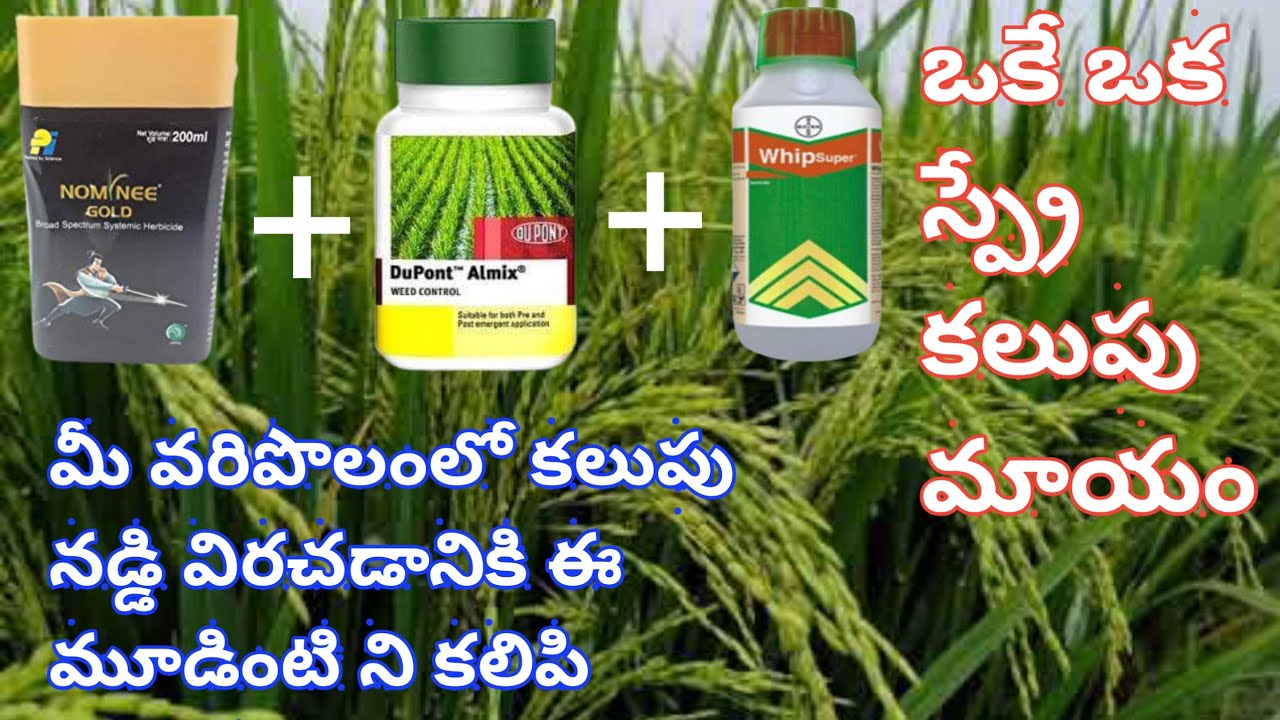 Watch video how to control weeds in paddy cultivation #nomineegold + #allmix + #wipsuper@Eruvaaka Now how to control weeds in paddy cultivation #nomineegold + #allmix + #wipsuper@Eruvaaka