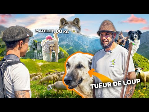 Défendre le troupeau - Rencontre avec Greg, un PASTRE et ses Kangals