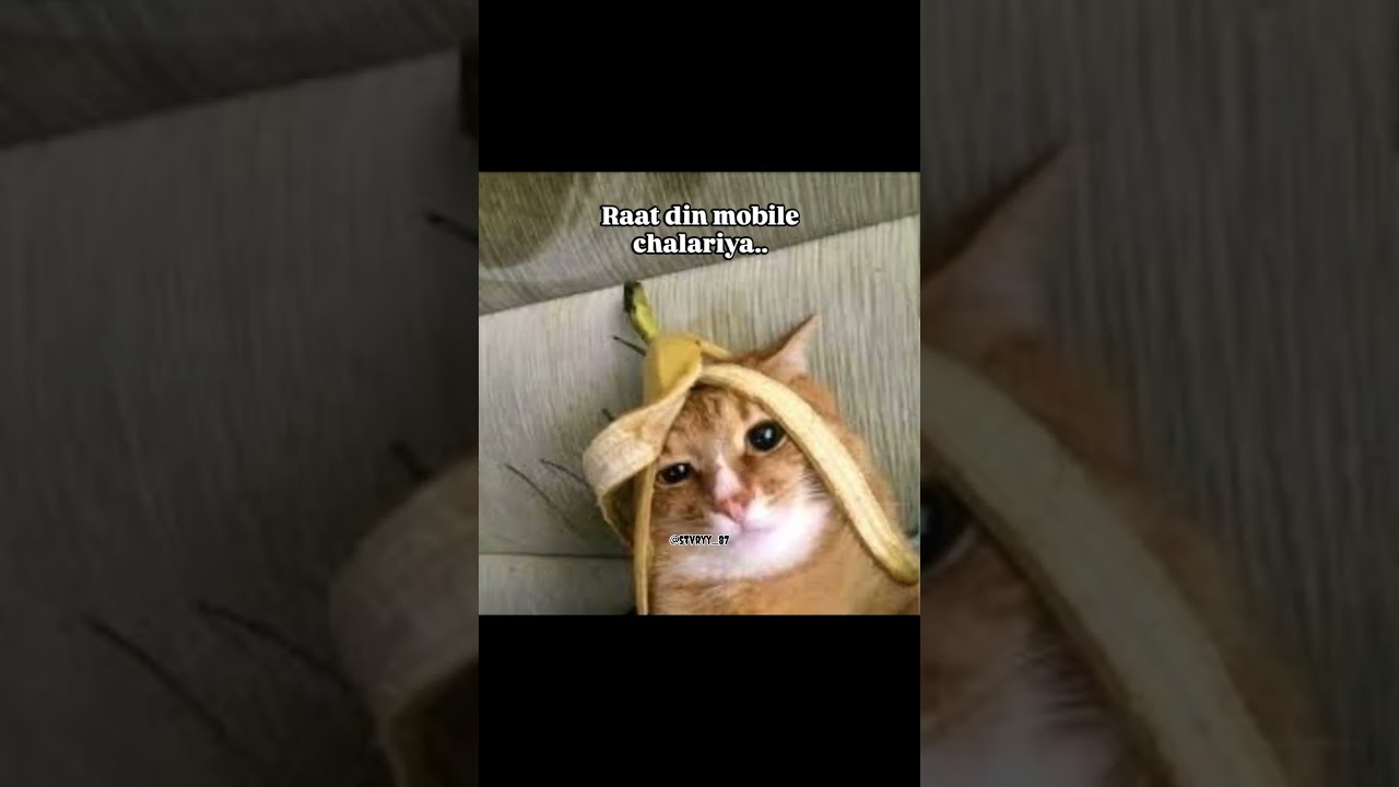 hyy ẞappa morya 🙏🏽🥀 #shorts #funny #cat #trending #explorepage