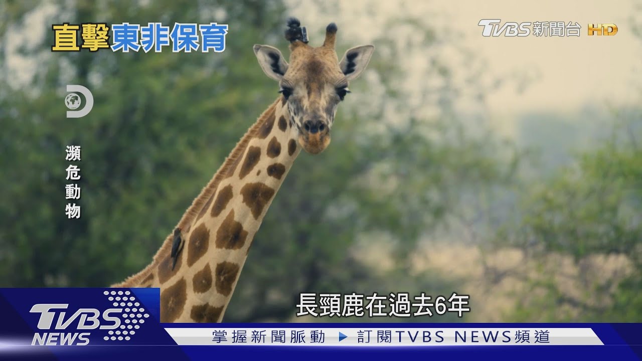 有片／6年內7國滅蹤　直擊東非長頸鹿保育最前線