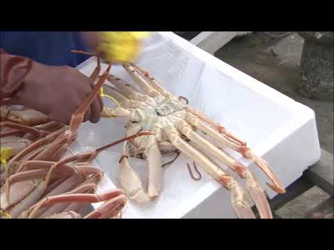 Echizen Gani: The Treasure of Fukui Prefecture (Long version; without subtitles)