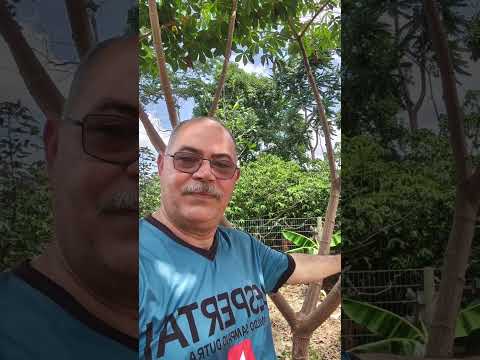 mirante da serra RO.