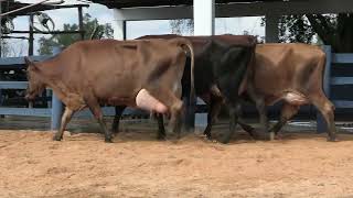 Vídeo 130 - 1ª ETAPA MEGA LIQUIDAÇÃO TOTAL AGROPECUÁRIA MARAJOARA - DIA 4 | GADO GIROLANDO E HOLANDÊS