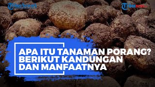 Apa Itu Tanaman Porang? Berikut Kandungan dan Manfaatnya