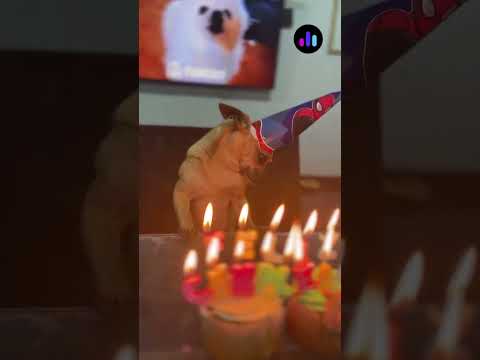 🐶🎂 ¡Fiesta perruna con corazón!
"Hércules" celebró su cumpleaños como se merece: pastel, velitas y…