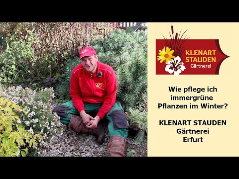 Wie pflege ich immergrüne Pflanzen im Winter?