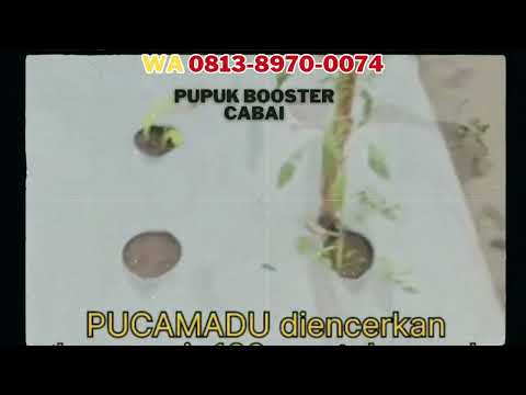 PELEBAT BUAH!, WA 0813-8970-0074 Pupuk Cabe Kendal