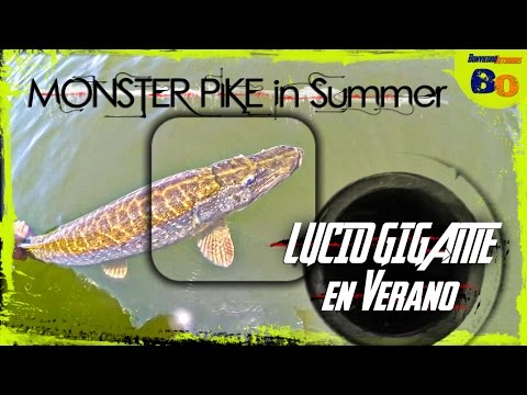 PESCA DE LUCIOS en VERANO | Lucio GIGANTE | GIANT PIKE FISHING in SUMMER | www.bofishing.es