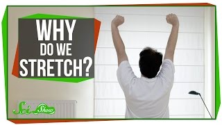 Why Do We Stretch in the Morning?