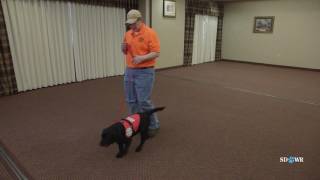 SDWR Training Loose Leash Walking