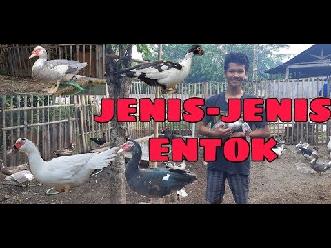 , title : 'JENIS-JENIS ENTOK DI INDONESIA'