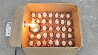 How to make a home incubator at home from a paper box // Incubator for chicken eggs