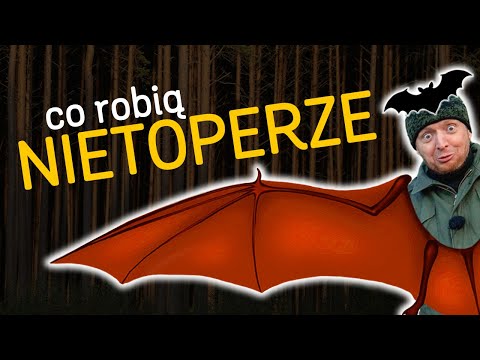Nietoperze! 🦇 Co robią i jak się przystosowały? 🌲 - "o Lesie" - odc.57