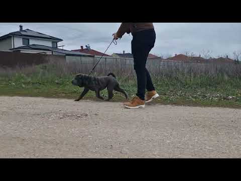Chinesische Shar-Pei Welpe kaufen